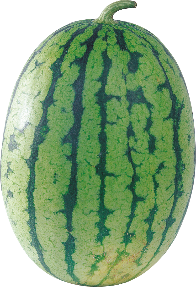 Citrullus lanatus