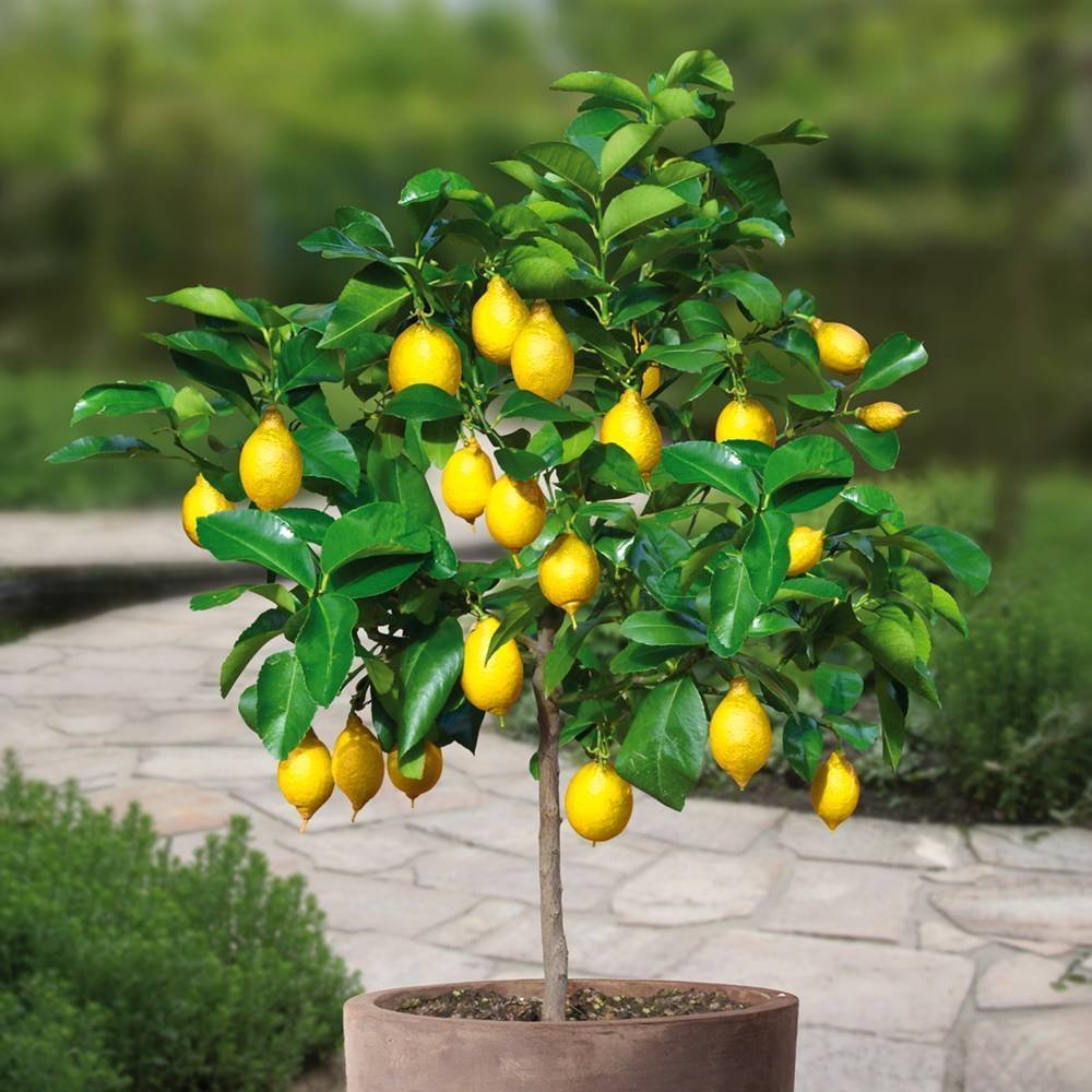 Lemon Tree (лимонное дерево)