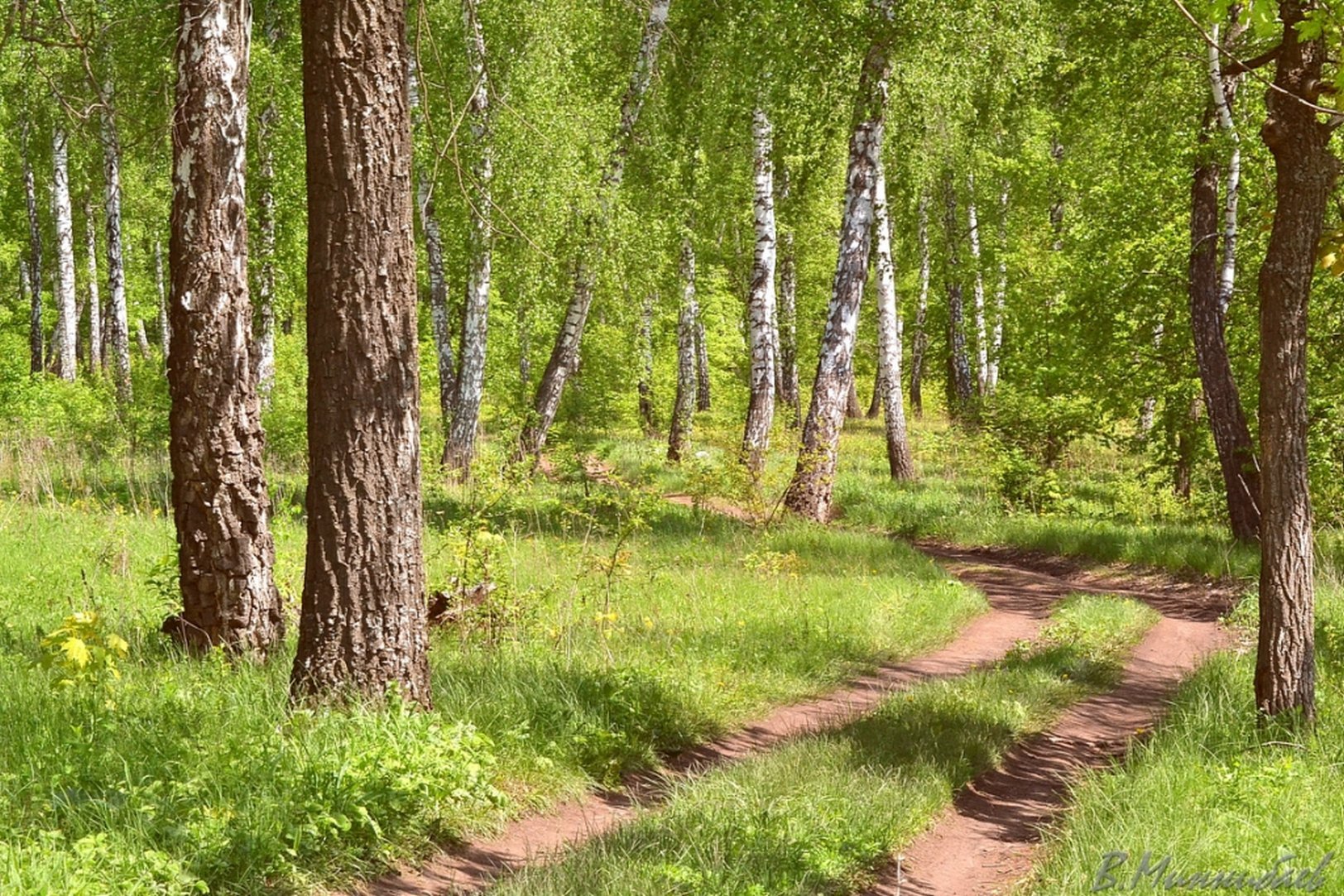 Какие выбрать для средней полосы. Природа лес средняя полоса России. Лес средней полосы России. Пейзажи средней полосы России. Летний лес.