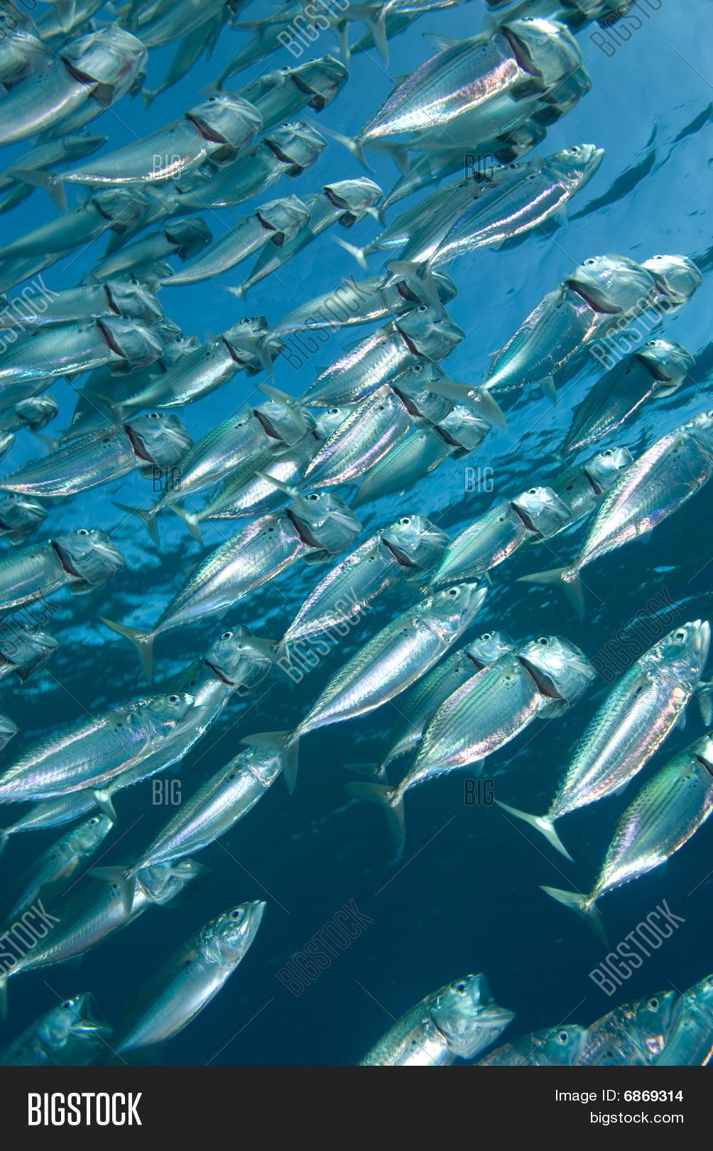 Косяк скумбрии в море