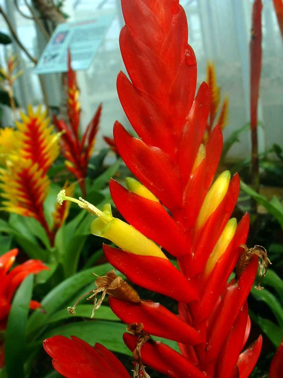 Вриезия килеватая (Vriesea carinata)