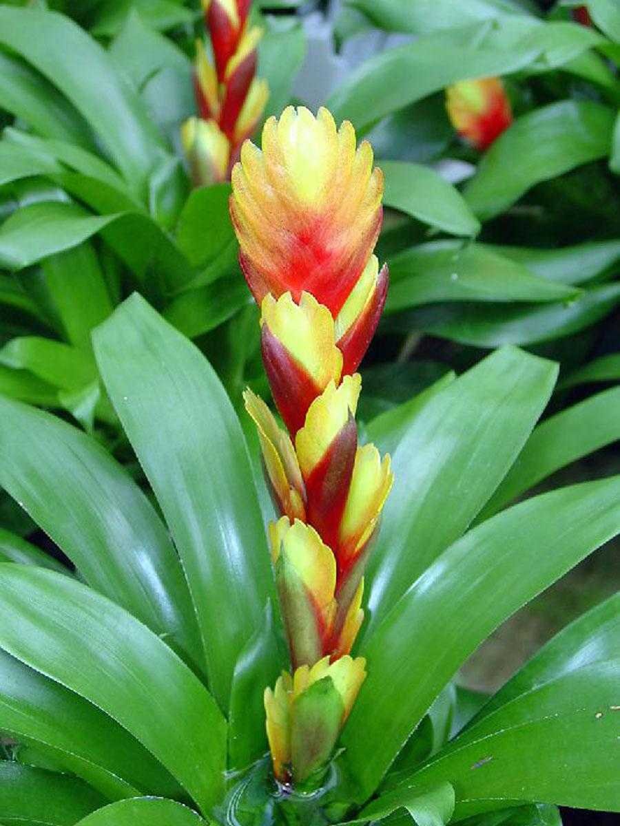 Вриезия килеватая (Vriesea carinata)