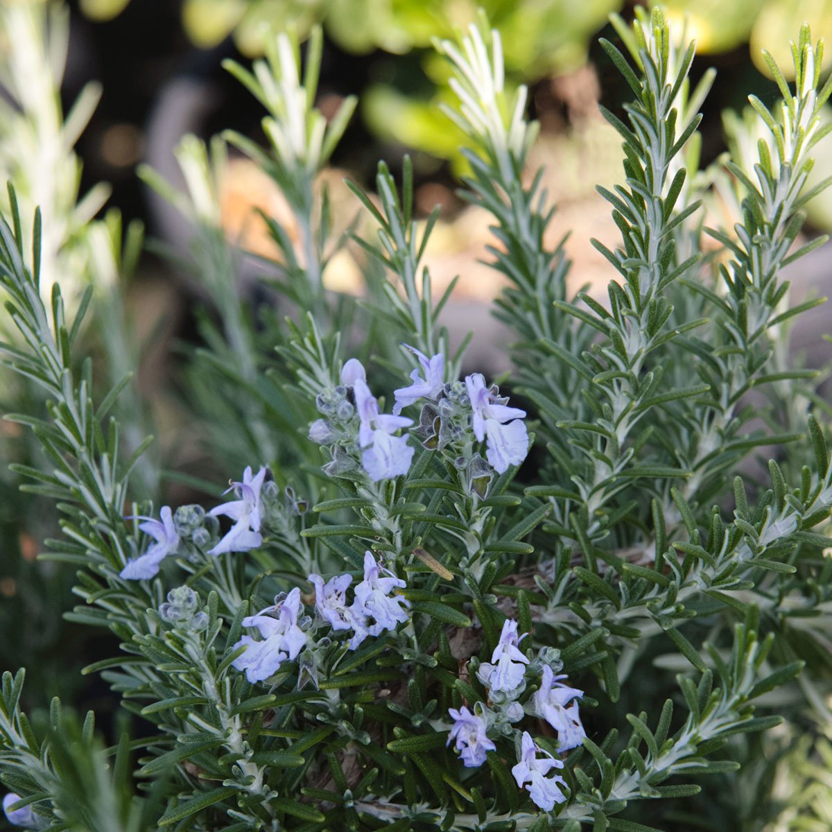 Розмарин Rosmarínus officinális Crimean
