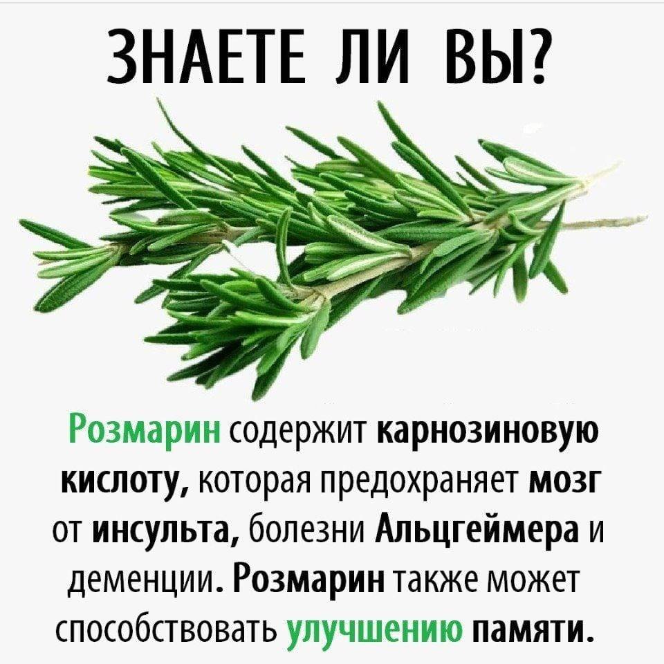 Полезное растение розмарин