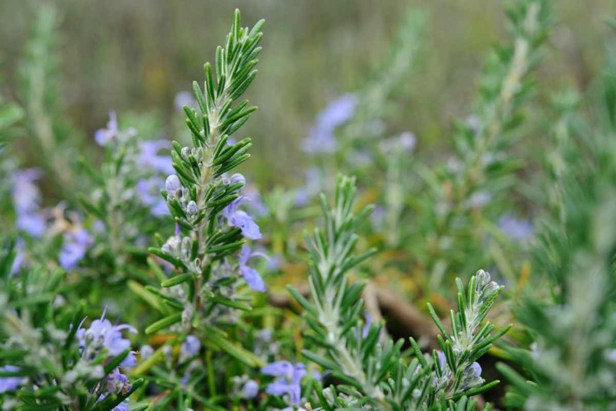 Розмарин обыкновенный Rosmarinus officinalis