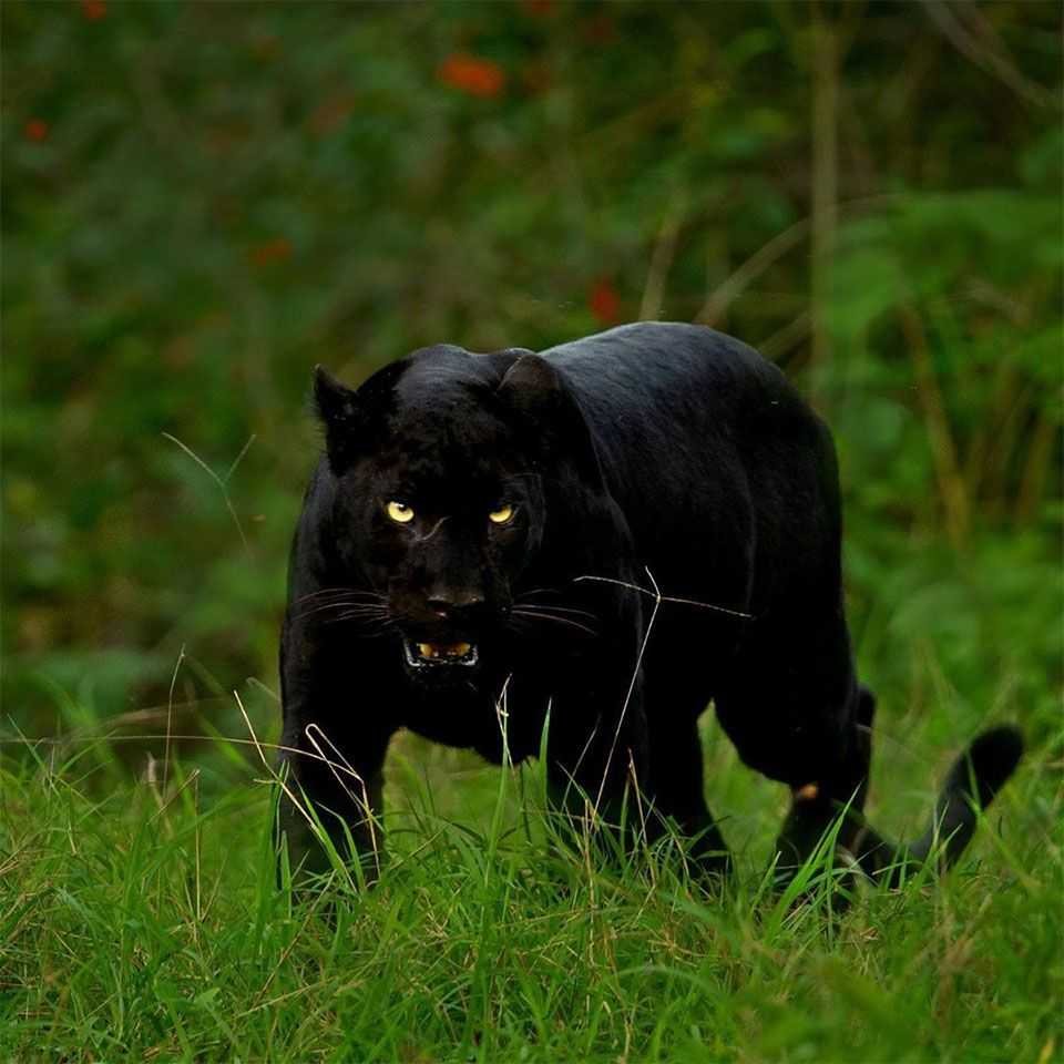 Черная пантера Nat geo Wild