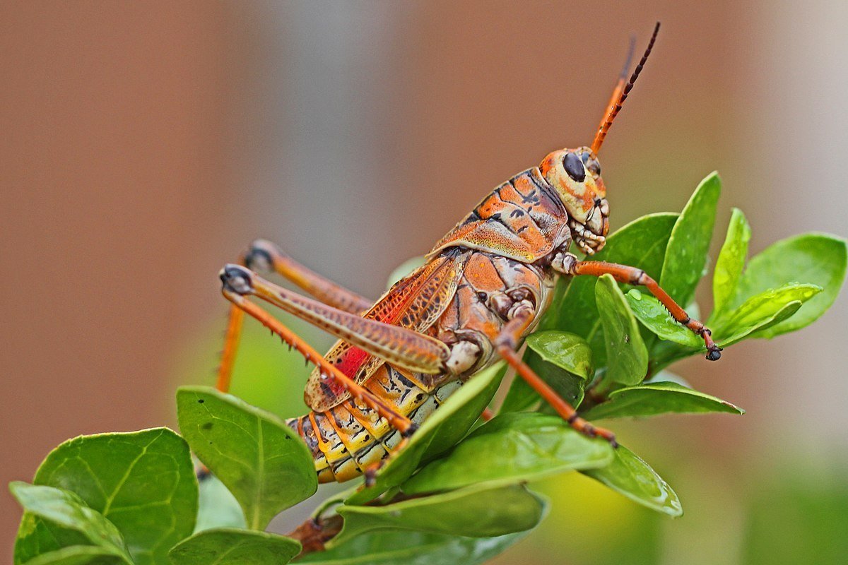 Romalea microptera
