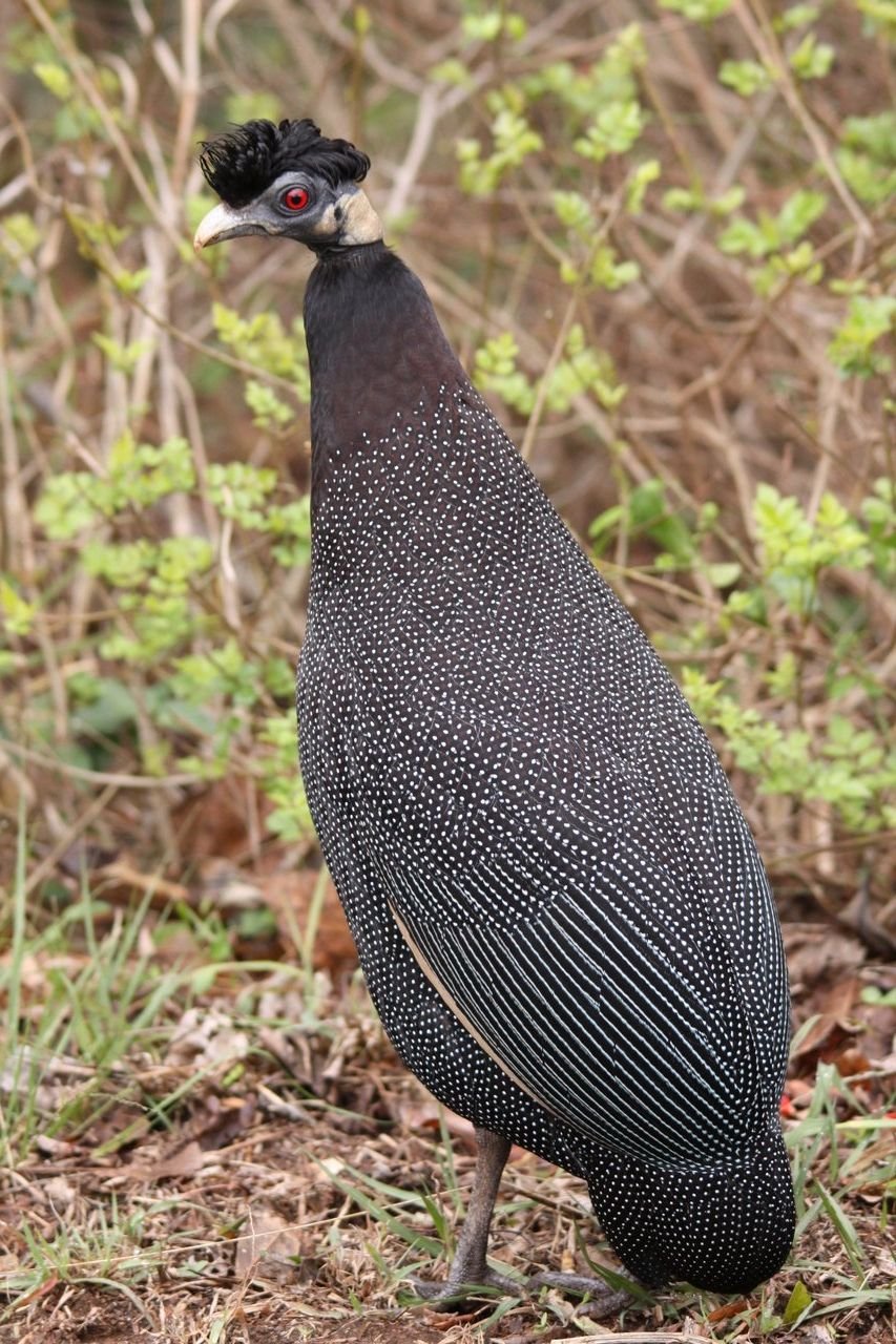 Цесарка Numida meleagris