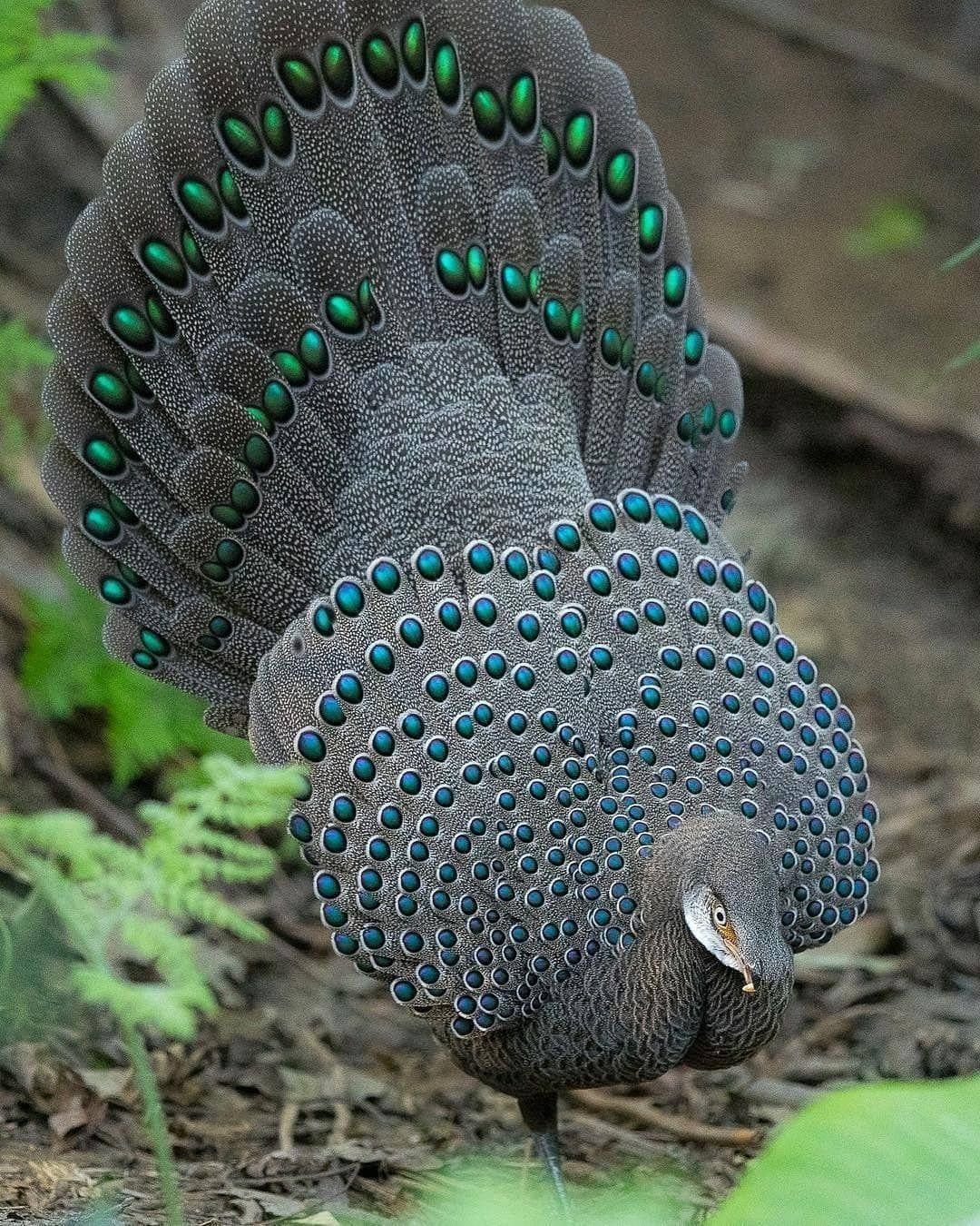 Павлиний фазан (Polyplectron bicalcaratum)