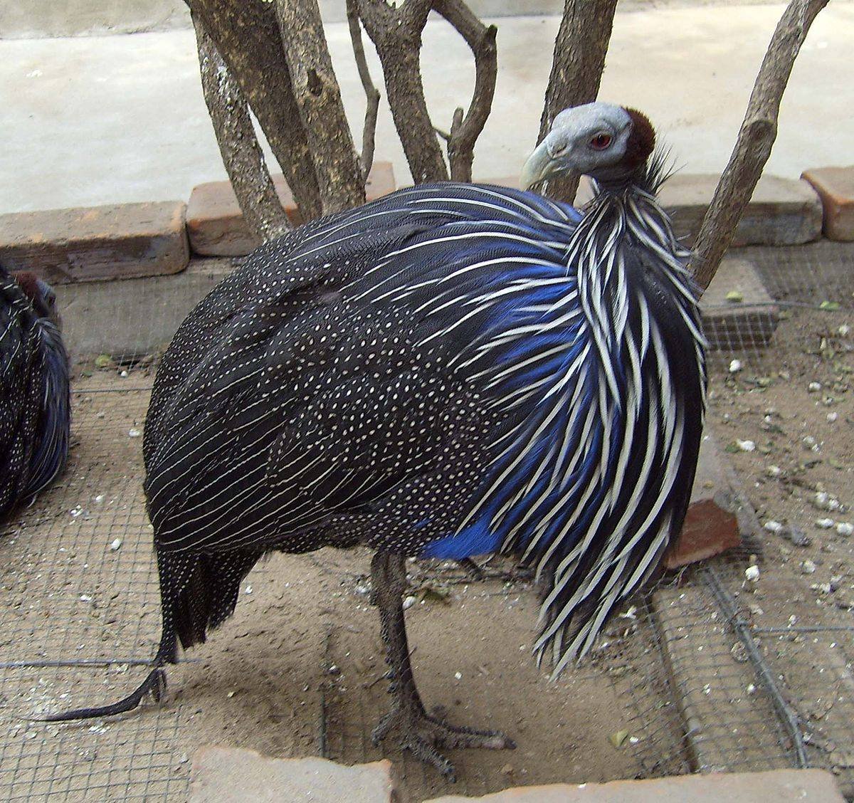 Vulturine Guineafowl