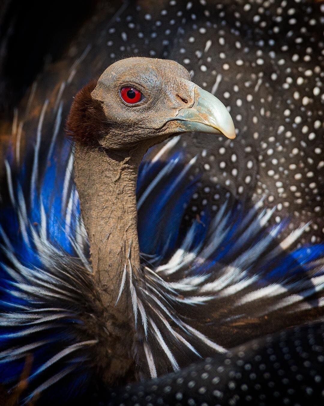 Vulturine Guineafowl