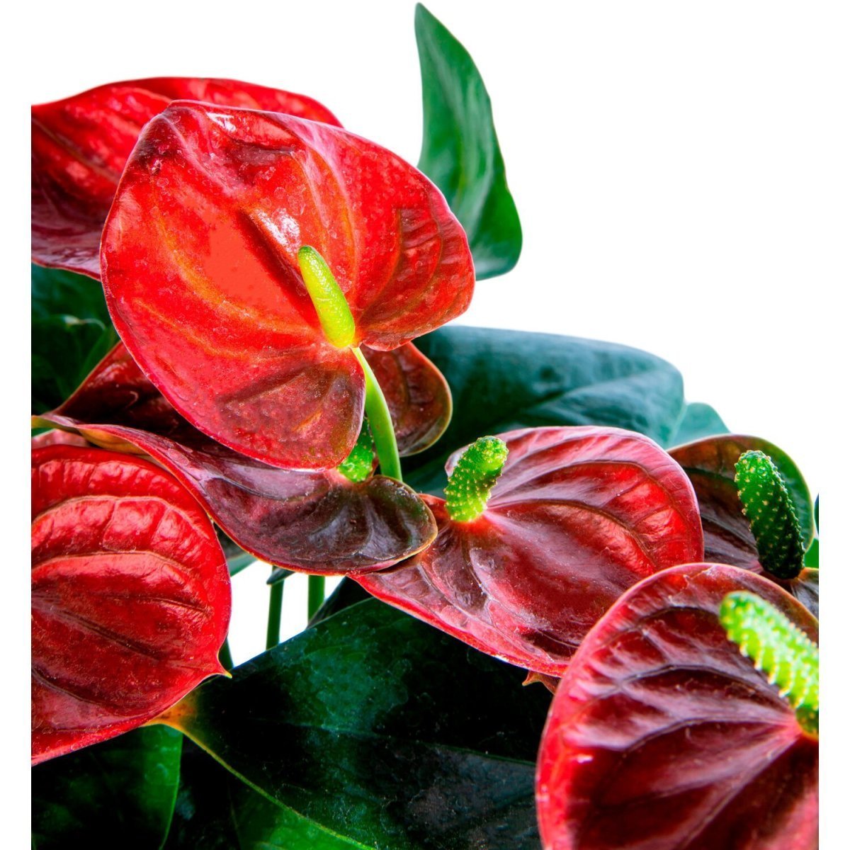 Антуриум Dynamite Red