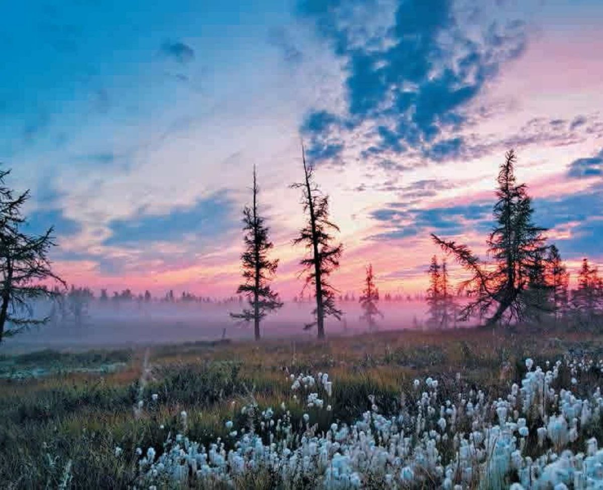 Природа Ямала летом