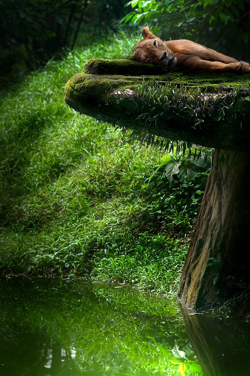 Природа с животными