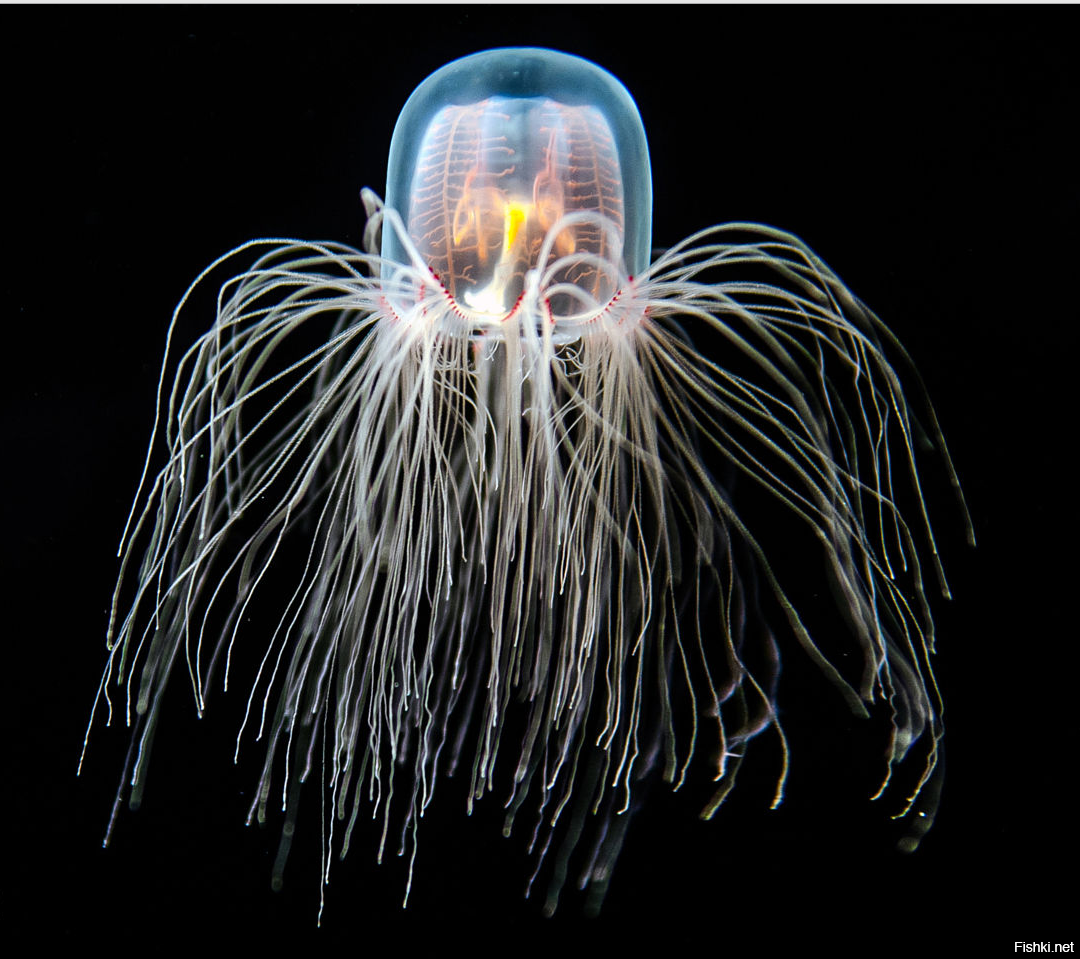 Бессмертная медуза Turritopsis