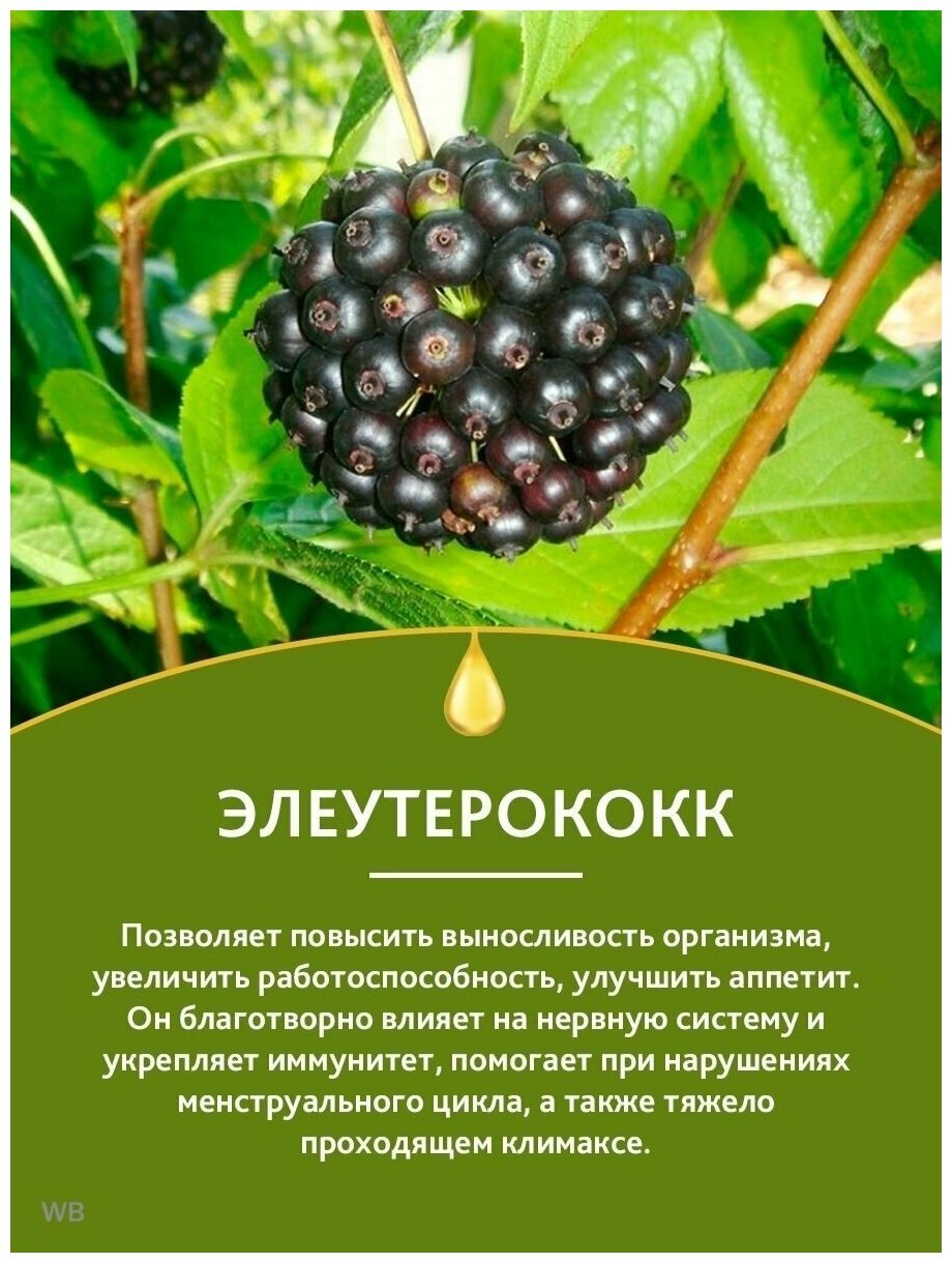 Элеутерококк в природе