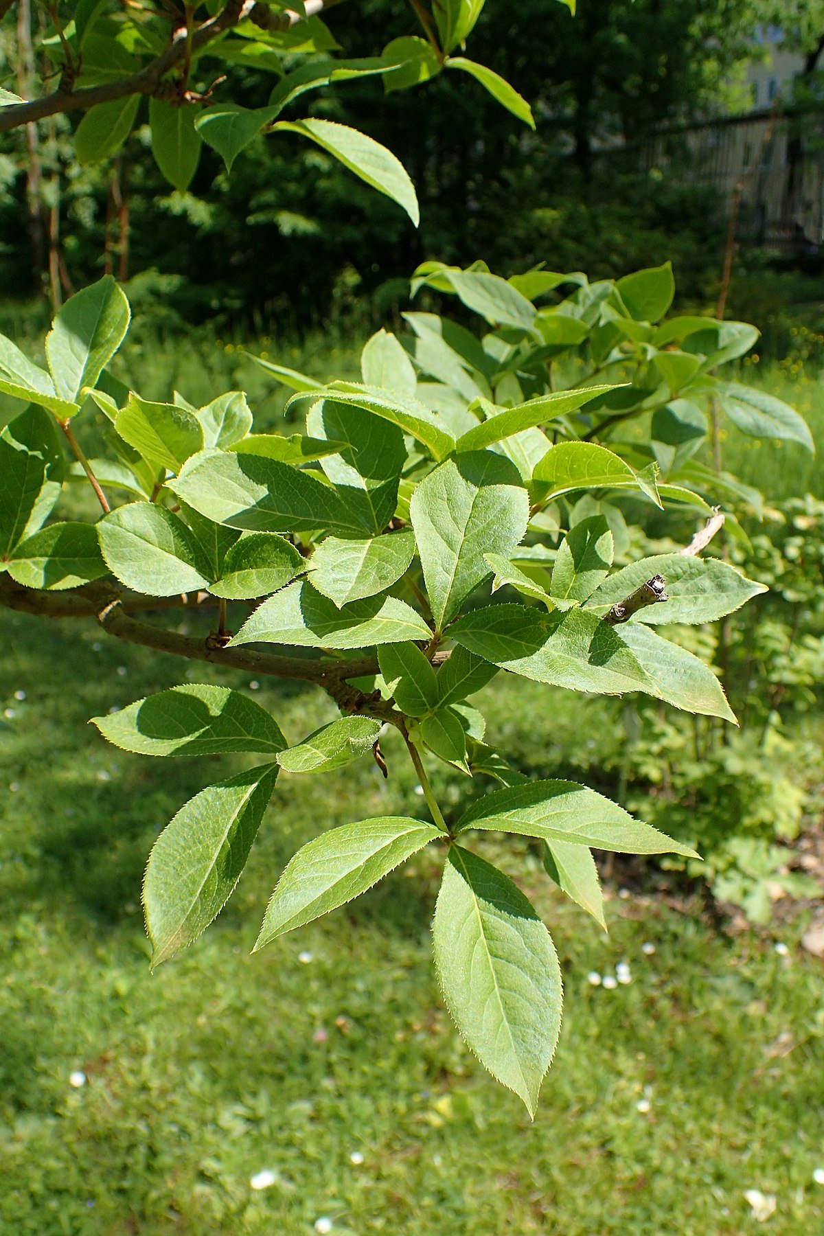 Eleutherococcus divaricatus