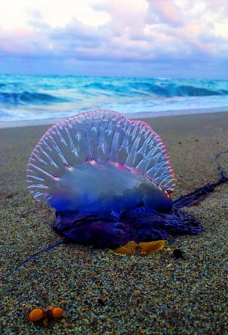 Морские сифонофоры
