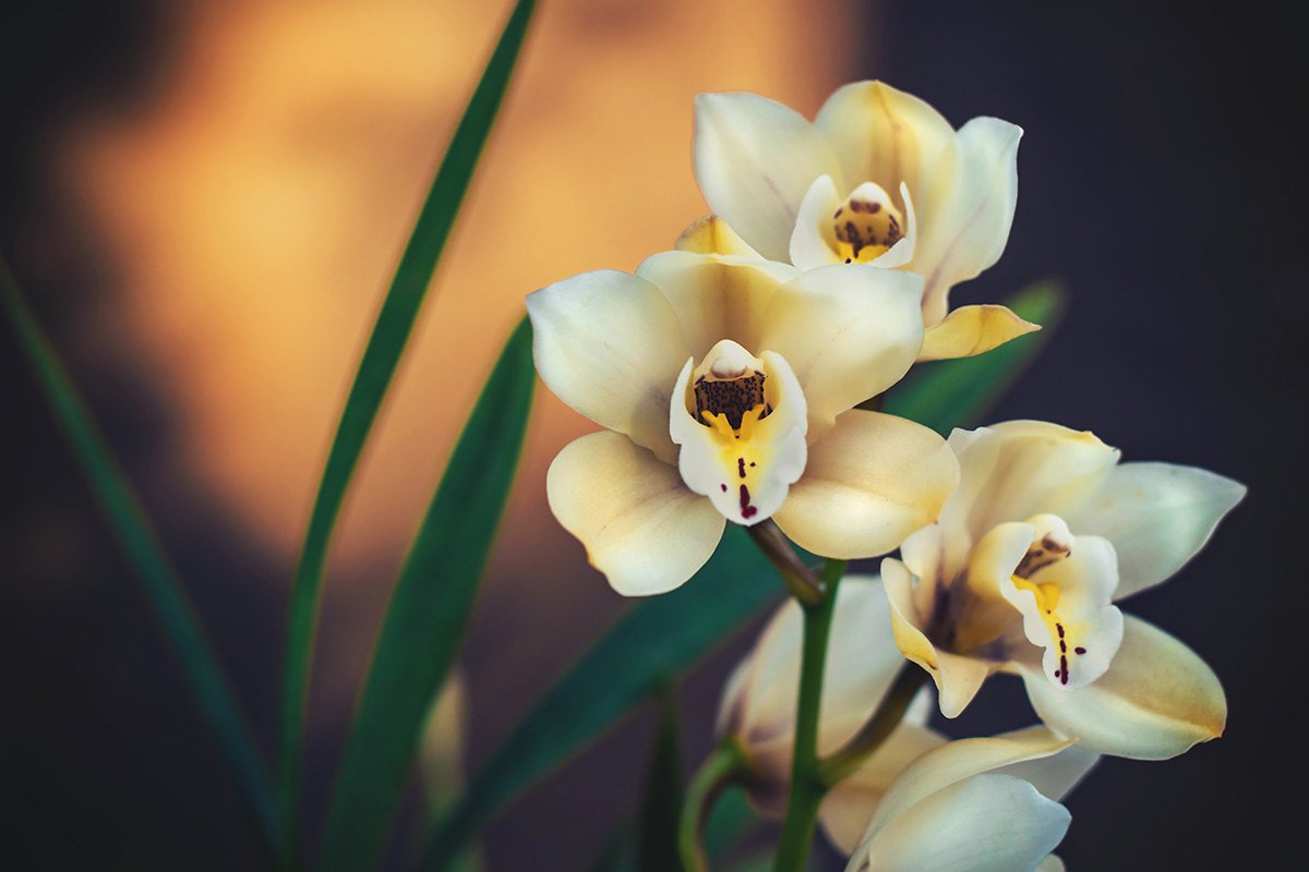 Орхидея Cymbidium самые красивые и нежные