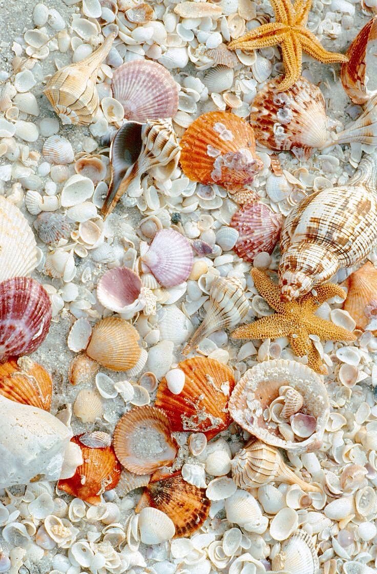 Ракушки морские
