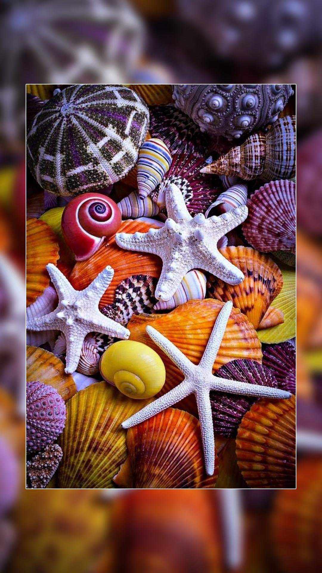 Морская звезда и ракушки