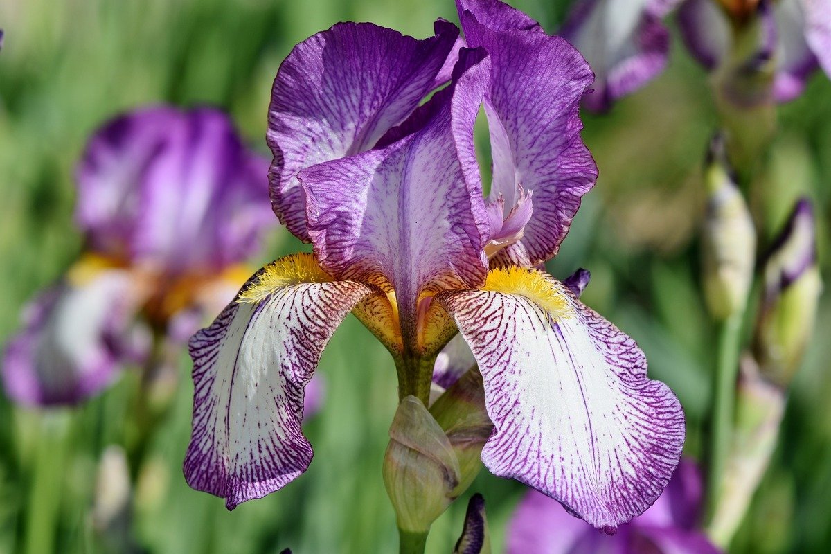 Айрис / Iris