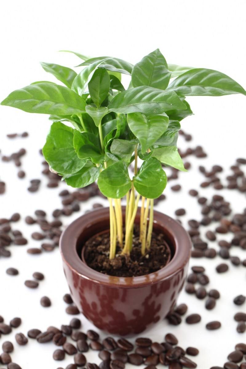 Coffea Arabica цветок