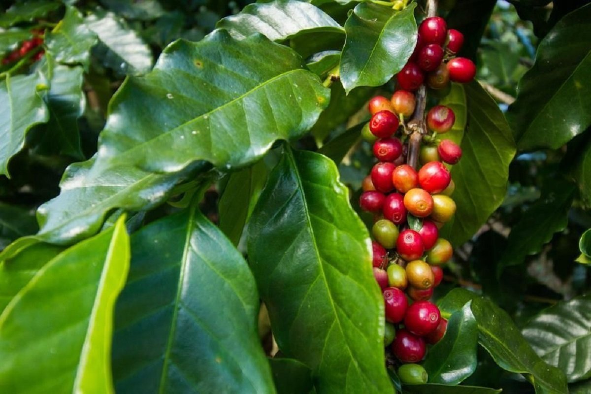 Coffea Arabica /кофе Арабика