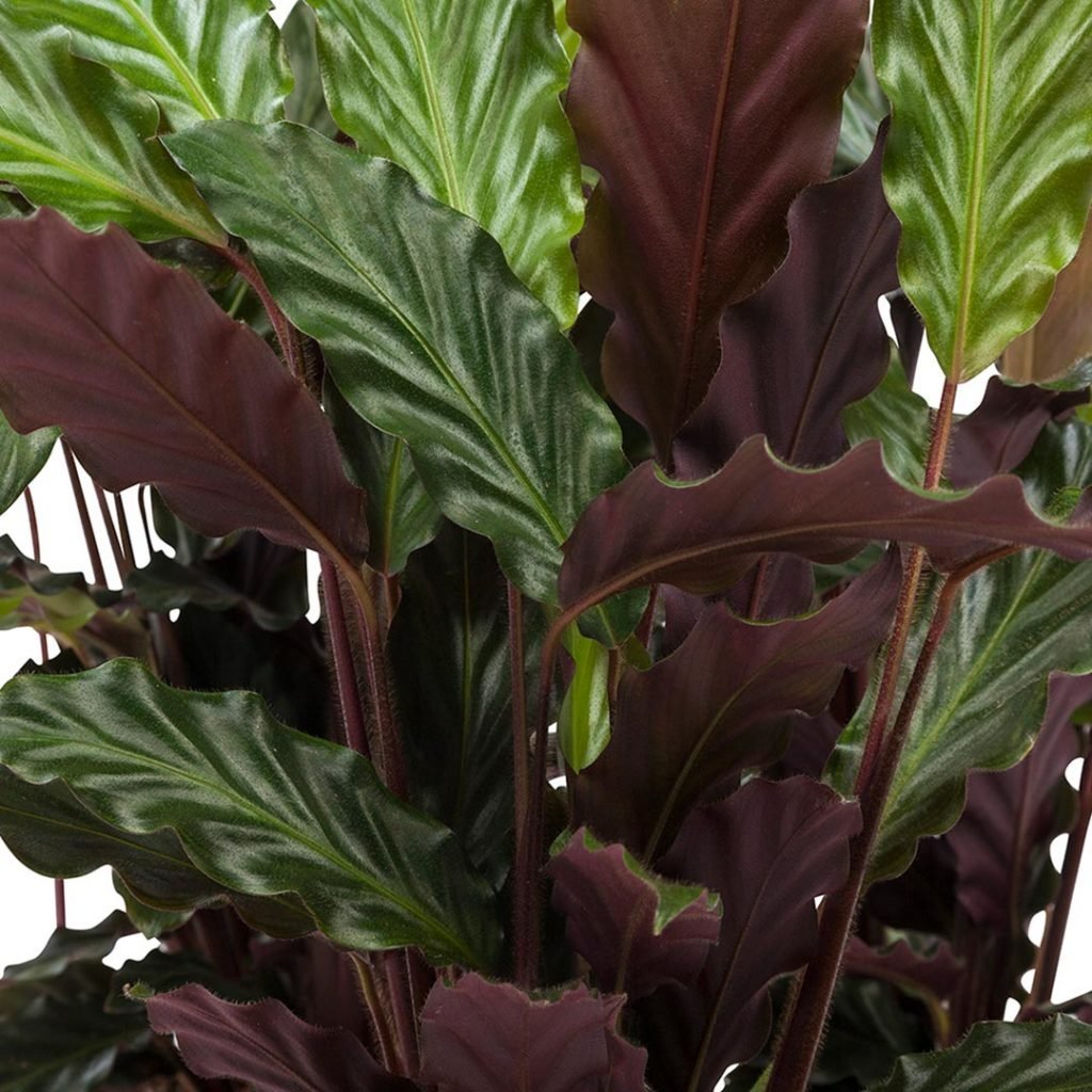 Калатея руфибарба Calathea rufibarba
