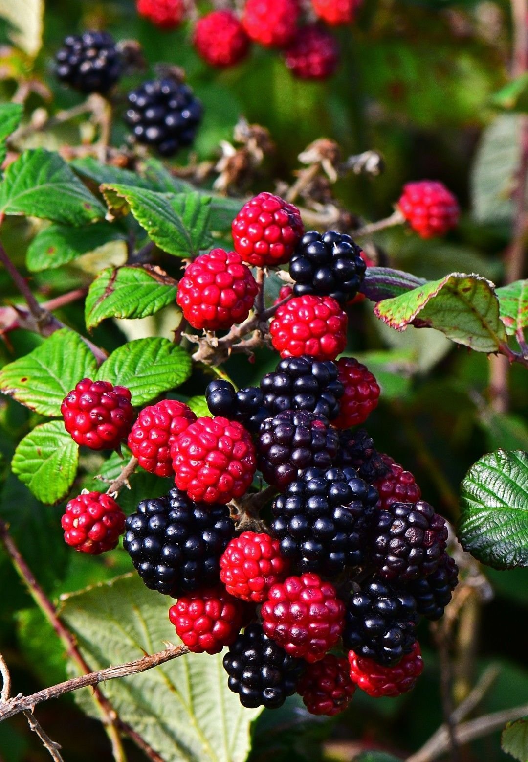 Ежевика Рубус fruticosus