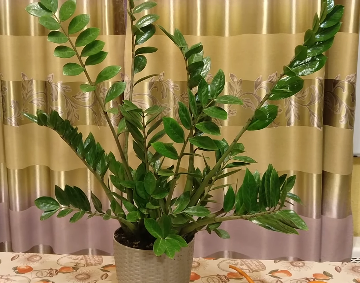 Суккуленты замиокулькас