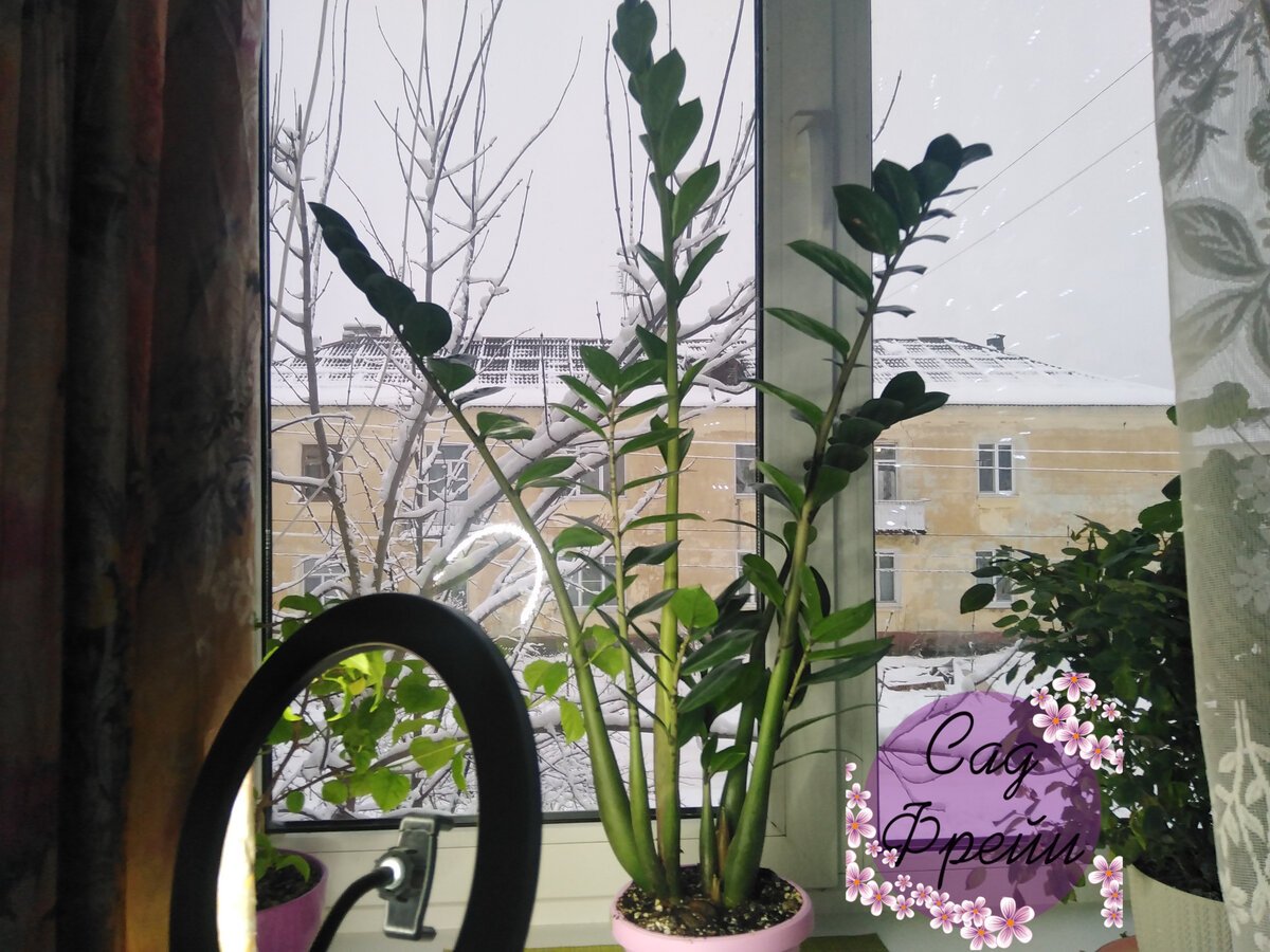 Декоративная Ива для сада