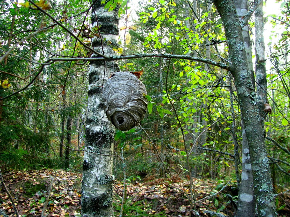Осиное Лесное гнездо