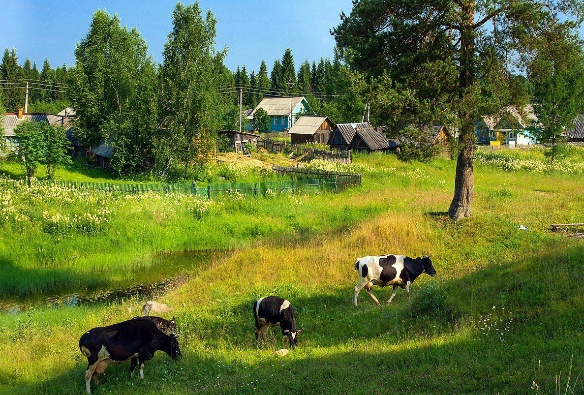 Природа лето деревня