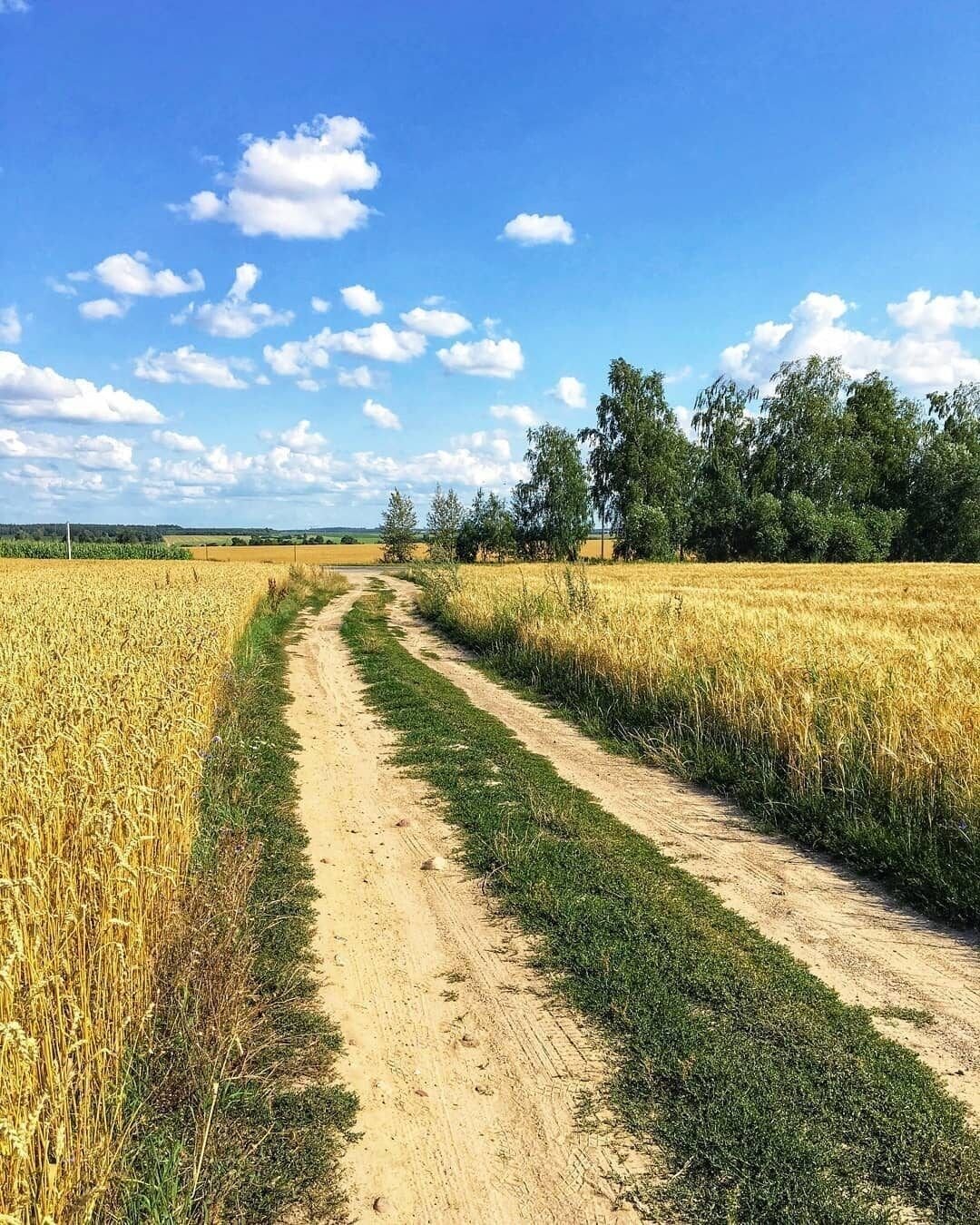 Проселочная дорога летом