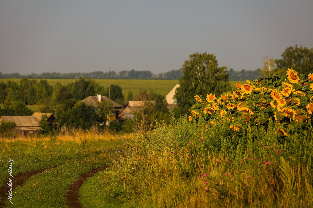 Природа лето деревня