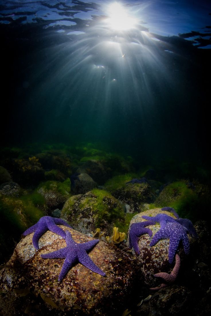 Жизнь морского океана. Атлантический океан подводный мир. Дно океана. Красивые подводные пейзажи. Морской мир.