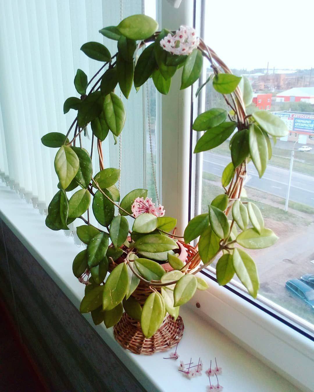 Хойя Карноза (восковой плющ)