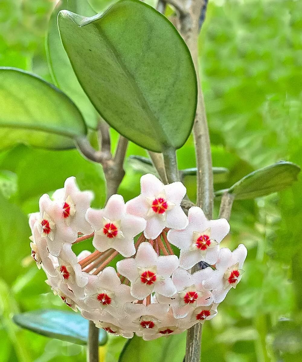Хойя Карноза