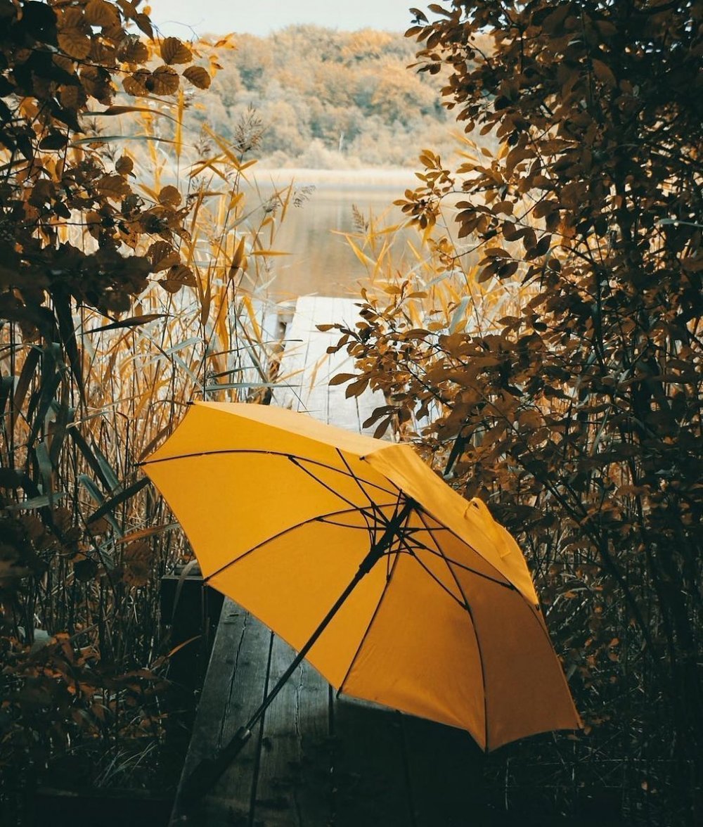 Осень зонтик