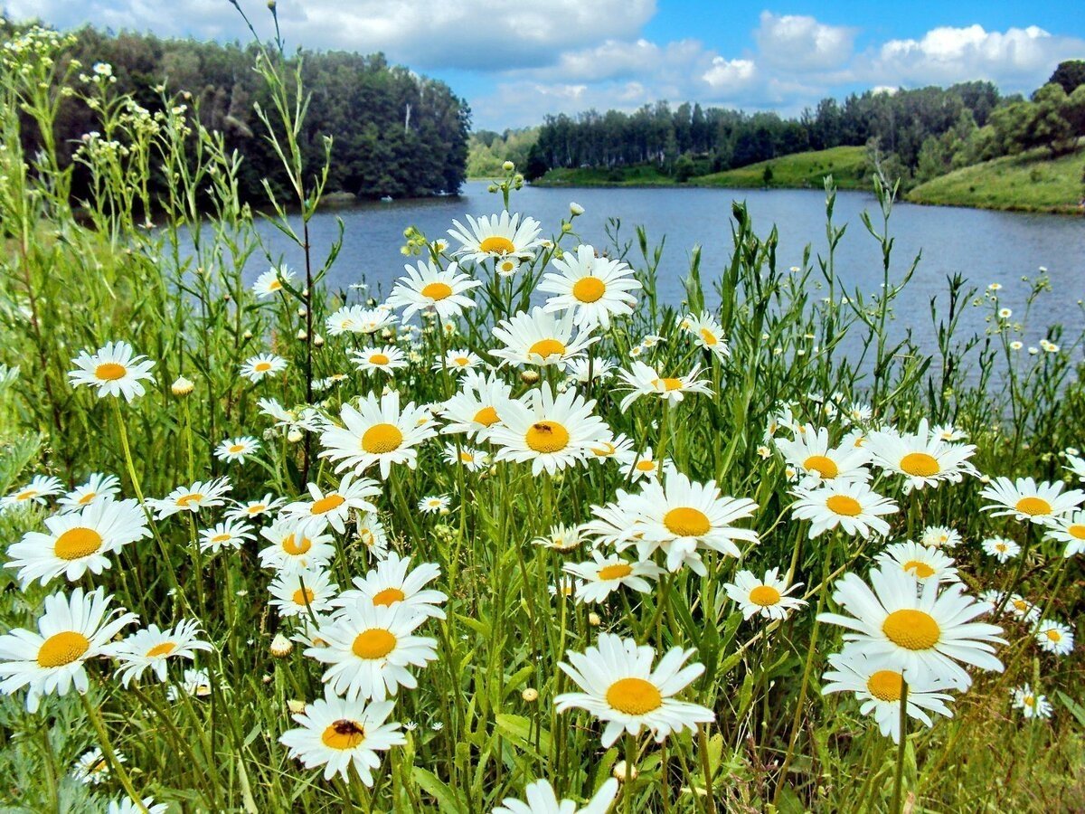 Красивые пейзажи с ромашками