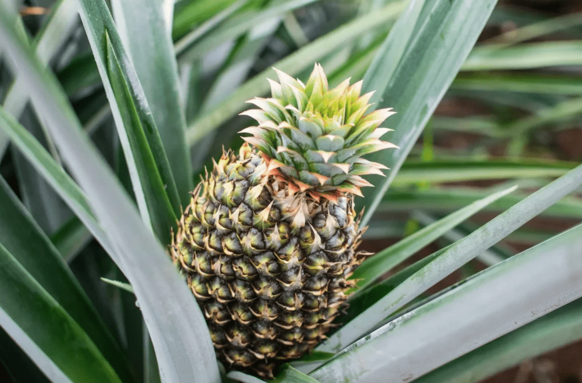 Ананас (ananas)