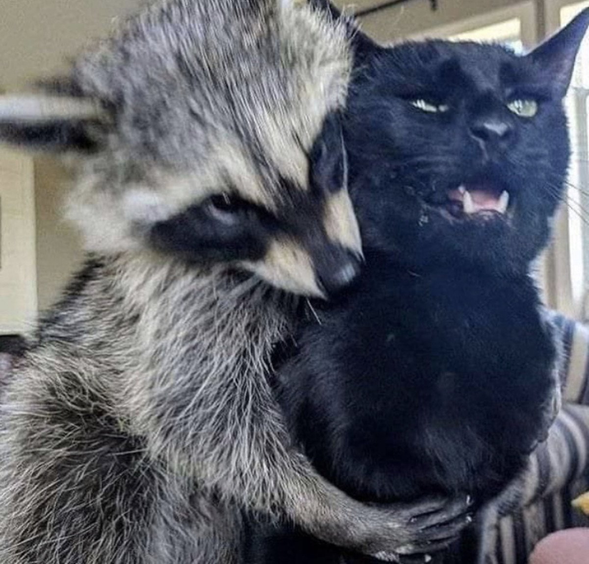 Енот и кот