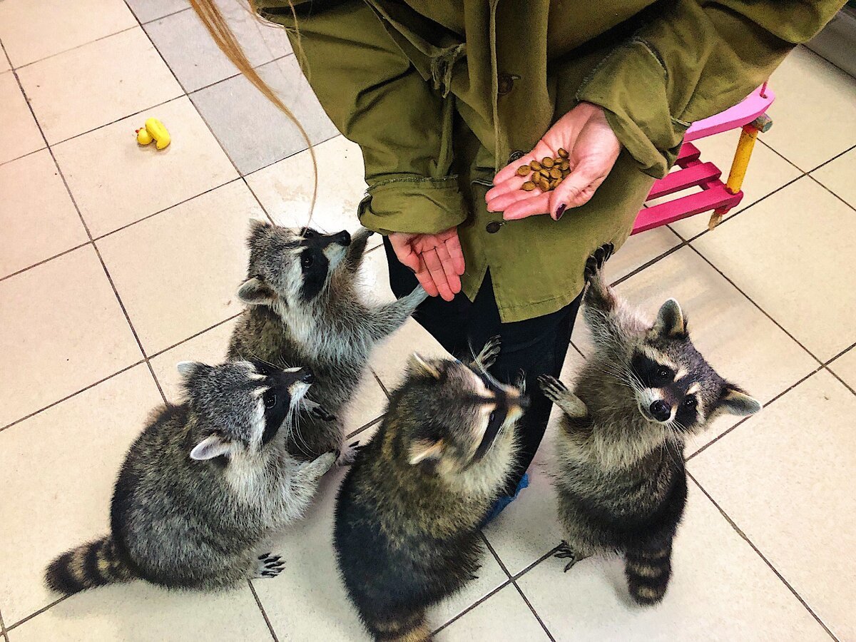 Енот Хозяюшка