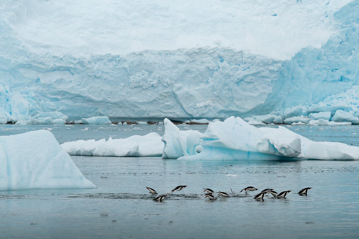 Дикая природа антарктида