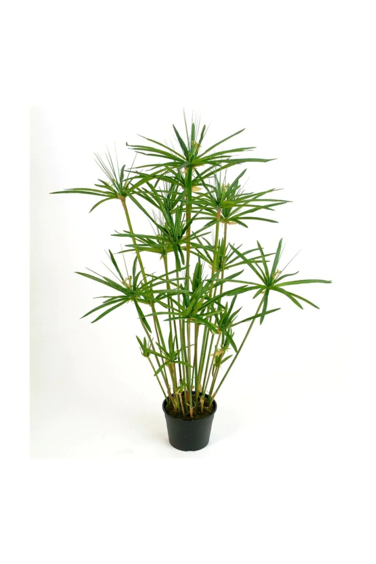 Циперус alternifolius