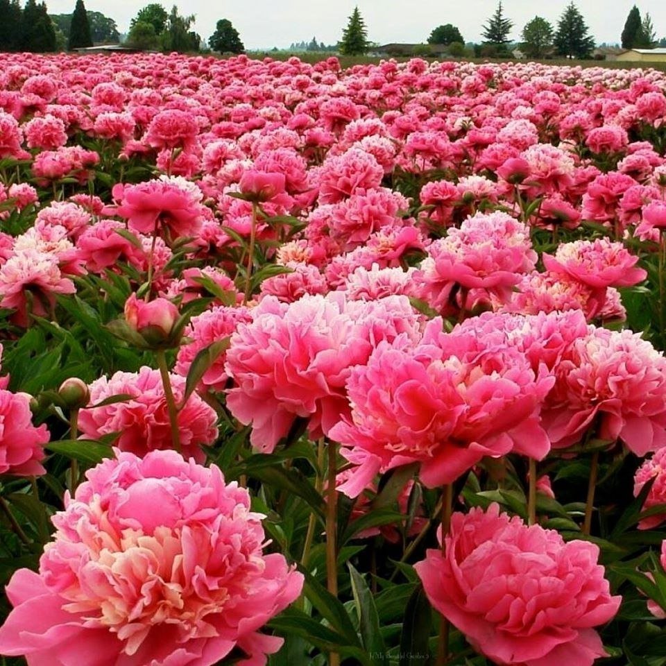 Пионы Голландия