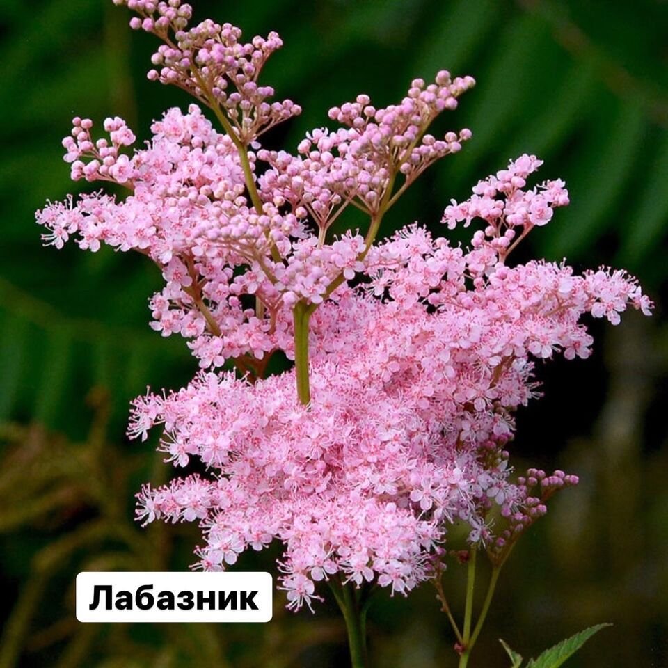 Таволга лабазник