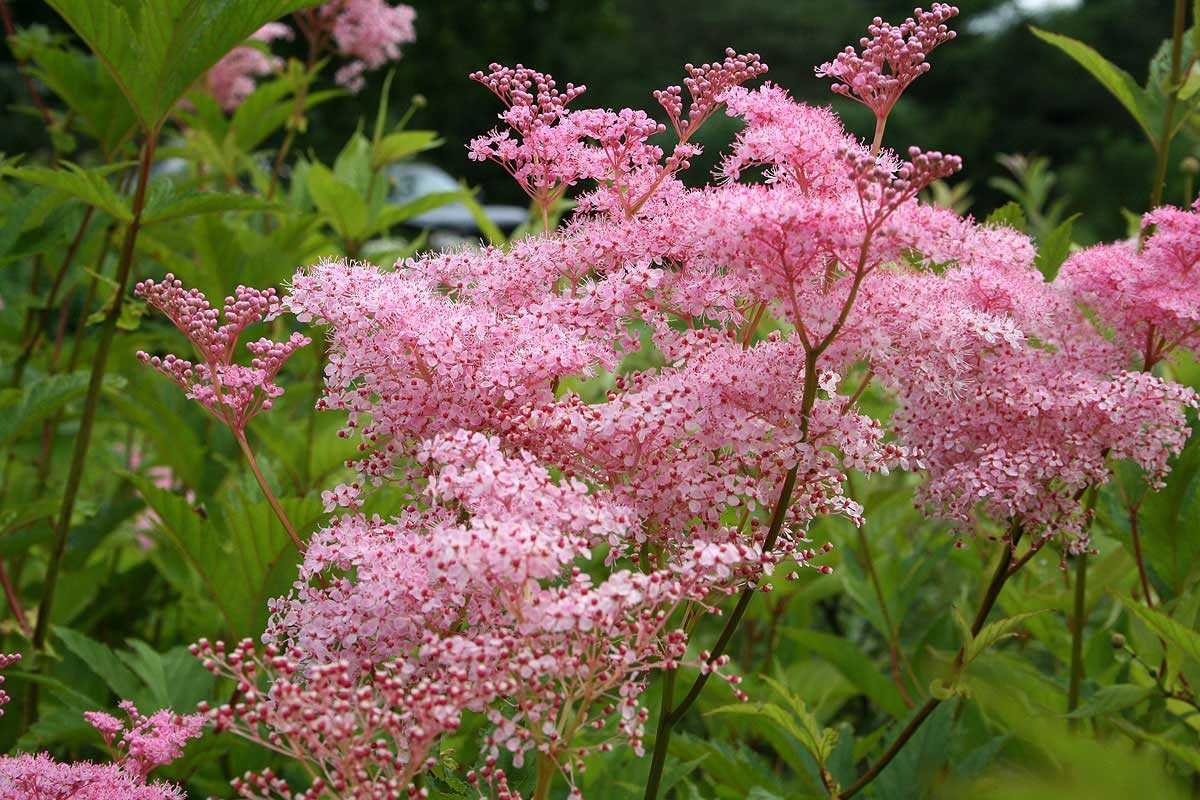 Лабазник rubra venusta