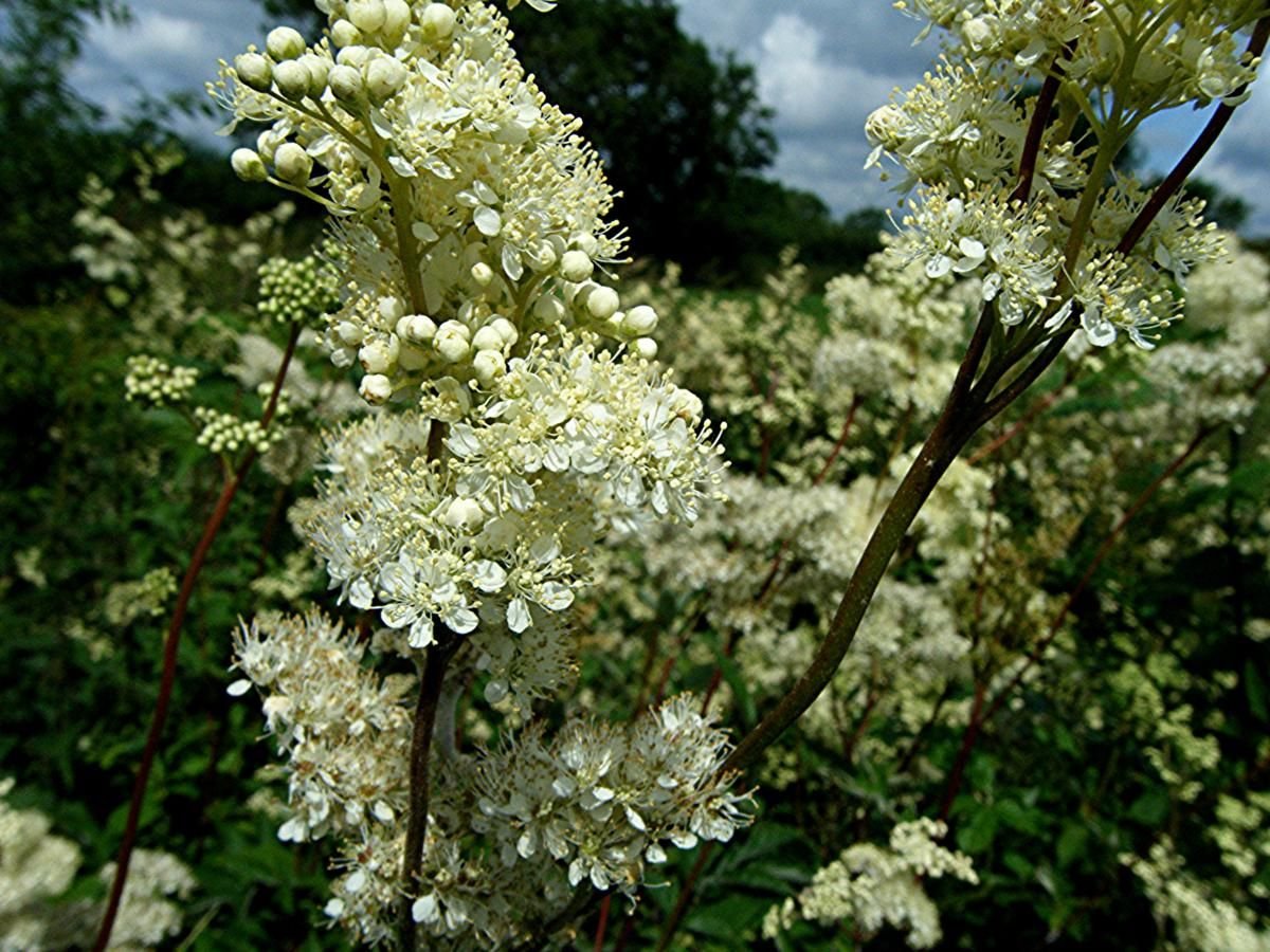 Таволга / Meadowsweet